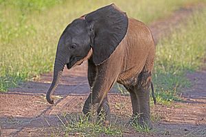 African bush elephant (Loxodonta africana) baby 6 weeks
