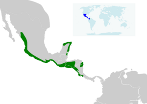 Amazilia rutila map.svg