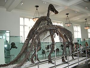 Amnh fg08