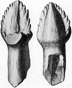 Ankylosaurus tooth
