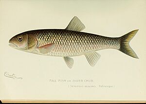 Annual report of the Commissioners of Fisheries, Game and Forests of the State of New York (1896) (14752103732)