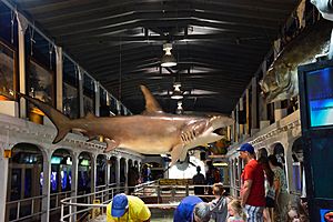 Aquarium, Key West FL US