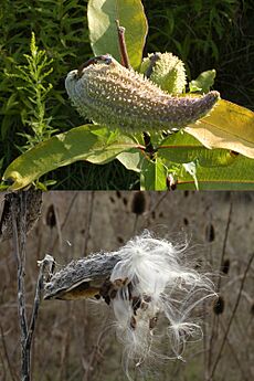 Asclepias syriaca seed pod