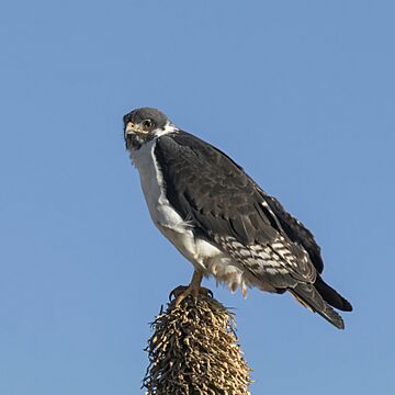 Augur buzzard Facts for Kids