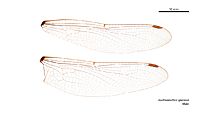 Austroaeschna speciosa male wings (34888954472)