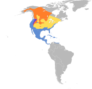 Aythya affinis map.svg