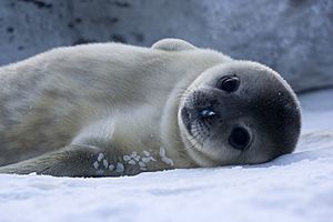 Bébé Phoque de Weddell - Baby Weddell Seal