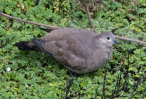 Black-winged ground dove