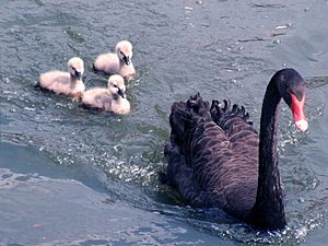 Black Swan Family