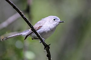 Blue-gray Gnatcatcher CA