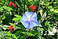 Blue Morning Glory flower