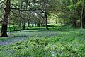 Bluebells, St Leonards Forest - geograph.org.uk - 1288554