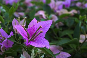 Bougainvillea in Rizal Park