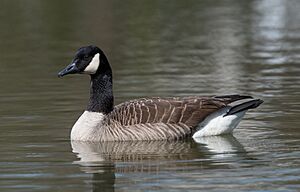 Branta Canadensis Canada Goose (252244971).jpeg