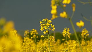 Brassica juncea wild mustard
