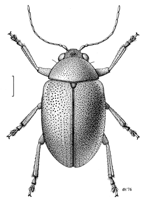 COLE Chrysomelidae Eucolaspis brunnea.png