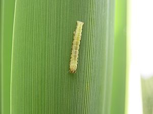 Cabbage Tree Moth by Tony Wills