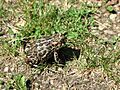 Canadian Toad -Anaxyrus hemiophrys