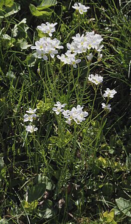 Cardamine pratensis řeřišnice luční 2