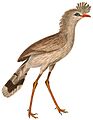 Cariama cristata 1838 white background