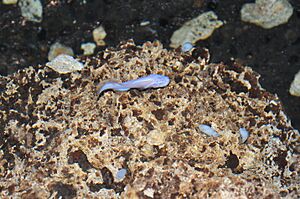 Cave fish Ogilbia pearsei ("Dama blanca") (7789295530)