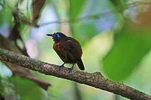 Chestnut backed Antbird