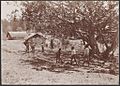 Children playing cricket at St. Barnabas, Norfolk Island, 1906 - J.W. Beattie (16431463500)