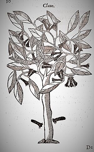 Clove tree Acosta 1578