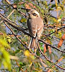 CommonWoodshrike