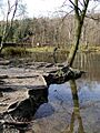 Coppice Pond - geograph.org.uk - 375297