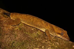 Correlophus sarasinorum 33483236.jpg
