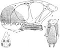 Criorhynchus simus by von Arthaber