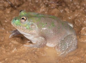 Cyclorana platycephala (eastern), male, lateral view