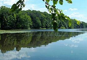 Davidson Mill Pond, South Brunswick, New Jersey 2 July 2011 - panoramio (7).jpg