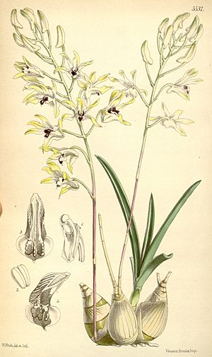 Dendrobium canaliculatum var. canaliculatum (as Dendrobium tattonianum) - Curtis' 91 (Ser. 3 no. 21) pl. 5537 (1865).jpg