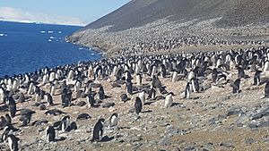 Devil Island penguins