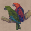 Eclectus infectus male and female.png