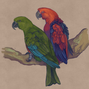 Eclectus infectus male and female