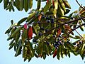 Elaeocarpus angustifolius 1