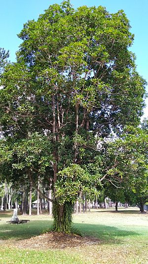 Elaeocarpus bancroftii.jpg