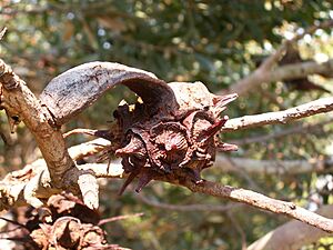 Eucalyptus lehmannii (fruits)