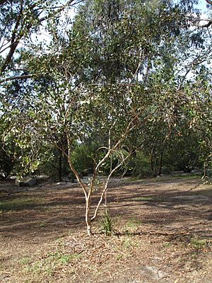 Eucalyptus platypus.jpg