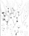 Eucalyptus uncinata from "Eucalyptographia. A descriptive atlas of the eucalypts of Australia and the adjoining islands"; (1879) (20165942804)