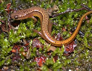 Eurycea bisline(1)