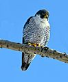 Falco peregrinus m Humber Bay Park Toronto