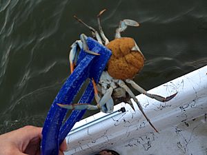 Female blue crab with eggs