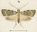 Fig 4 MA I437893 TePapa Plate-XXXII-The-butterflies full (cropped)