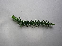 Fitzroya cupressoides - branch - 01