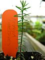 Fitzroya cupressoides seedling