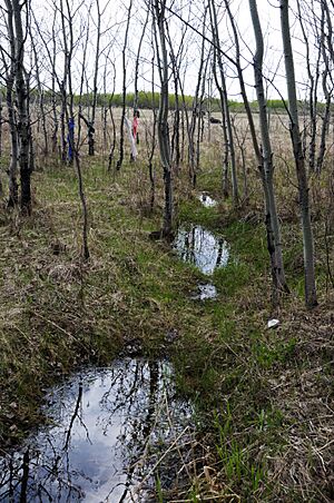 Flee Island Trenches